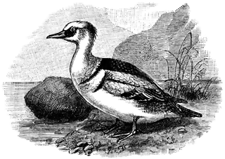 Merganser Duck clipart #18, Download drawings
