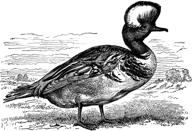 Merganser Duck clipart #19, Download drawings