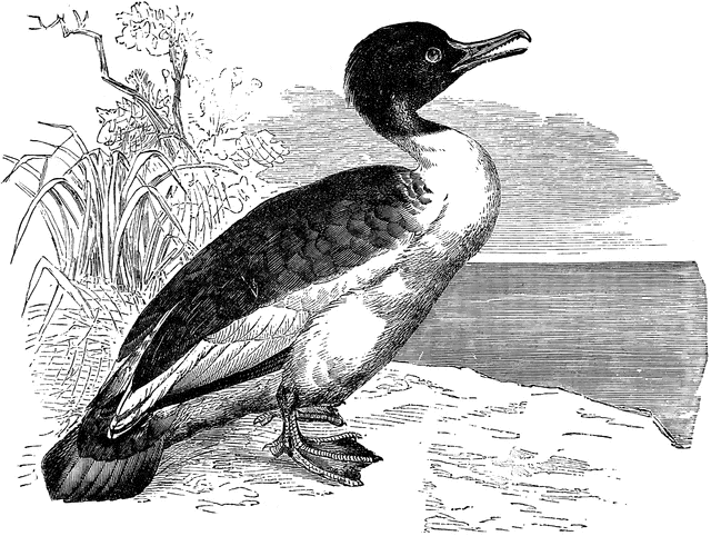 Merganser Duck clipart #1, Download drawings