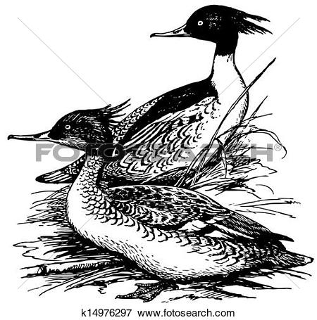 Merganser Duck clipart #12, Download drawings