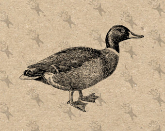 Merganser Duck svg #14, Download drawings