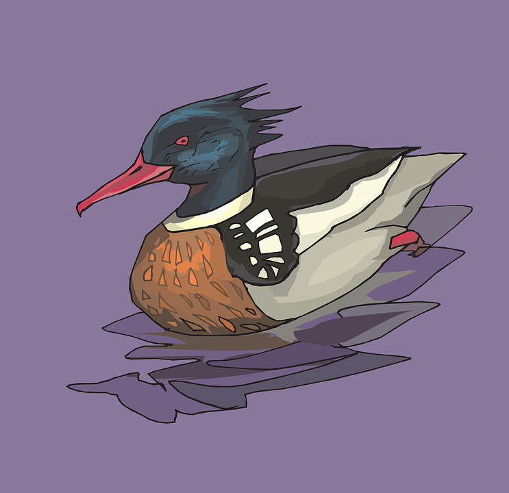 Merganser Duck svg #6, Download drawings
