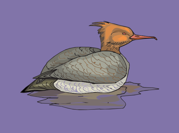 Merganser Duck svg #18, Download drawings