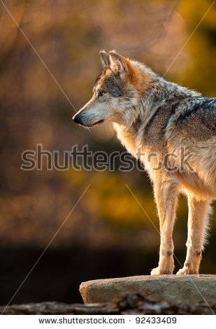 Mexican Gray Wolf clipart #11, Download drawings