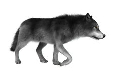Mexican Gray Wolf clipart #13, Download drawings