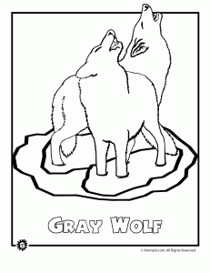 Mexican Gray Wolf coloring #6, Download drawings