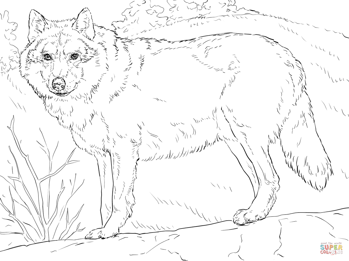 Mexican Gray Wolf coloring #12, Download drawings