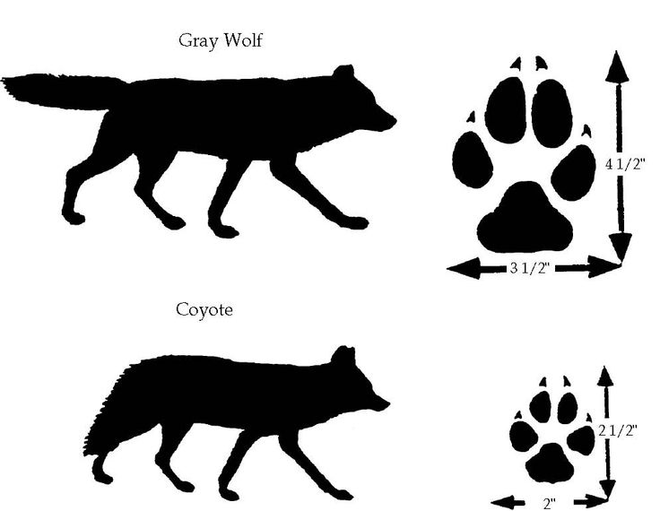 Mexican Gray Wolf svg #8, Download drawings