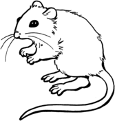 Mouse coloring #19, Download drawings