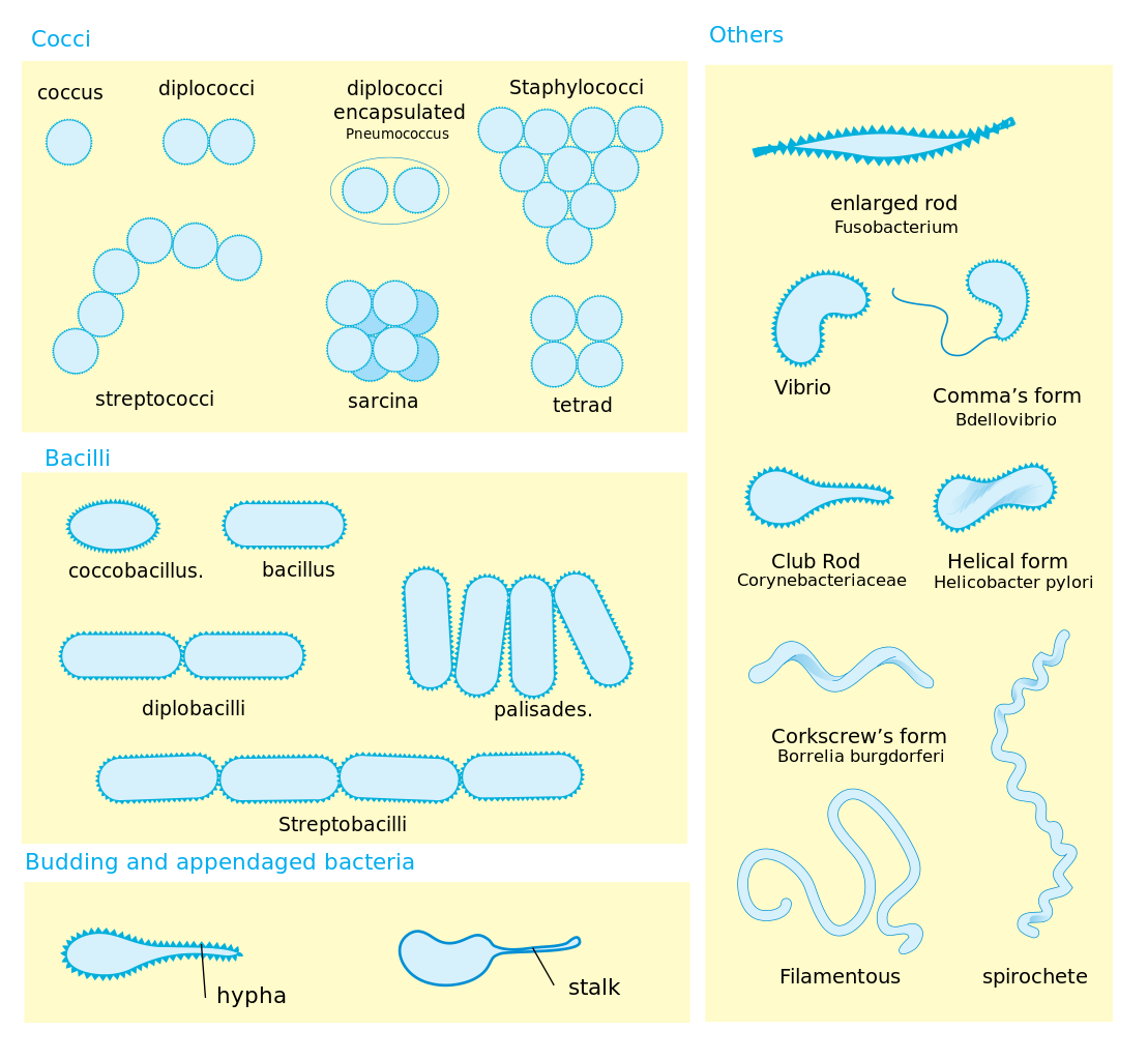 Microbe svg #10, Download drawings