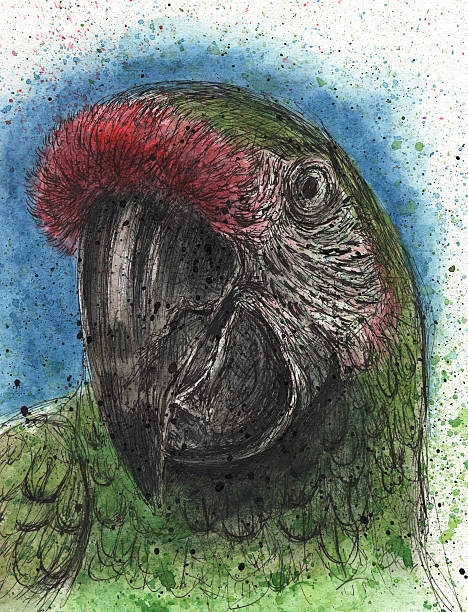 Military Macaw clipart #7, Download drawings