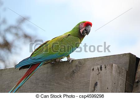 Military Macaw clipart #3, Download drawings