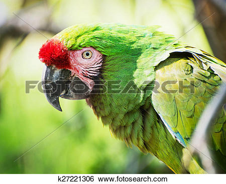 Military Macaw clipart #9, Download drawings