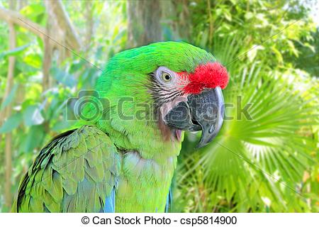 Military Macaw clipart #12, Download drawings
