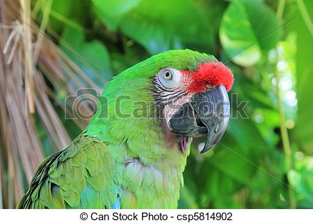 Military Macaw clipart #16, Download drawings