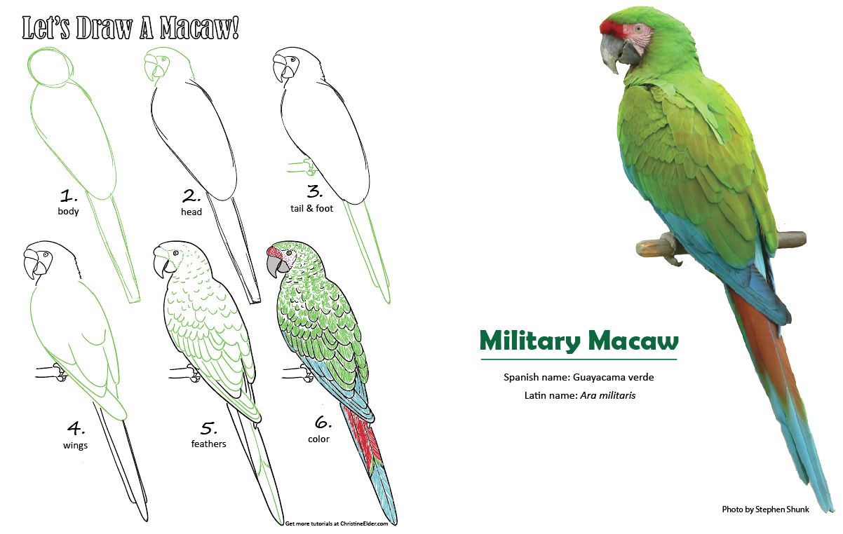 Military Macaw coloring #11, Download drawings