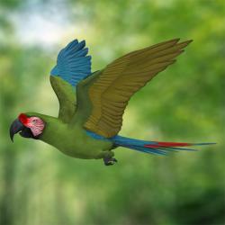 Military Macaw svg #9, Download drawings