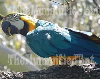 Military Macaw svg #2, Download drawings
