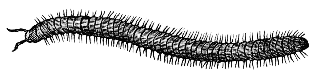Millipede clipart #20, Download drawings