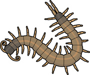 Millipede clipart #12, Download drawings