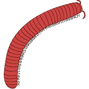 Millipede clipart #11, Download drawings