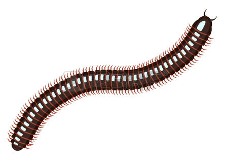 Millipede clipart #4, Download drawings