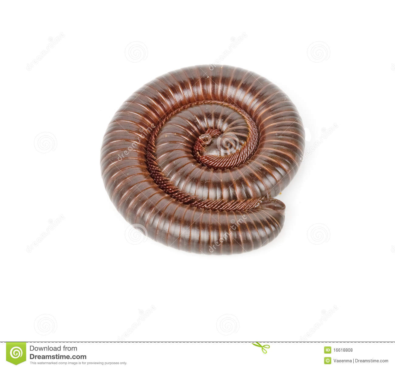 Millipede clipart #6, Download drawings