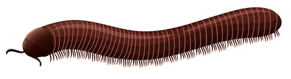 Millipede clipart #19, Download drawings