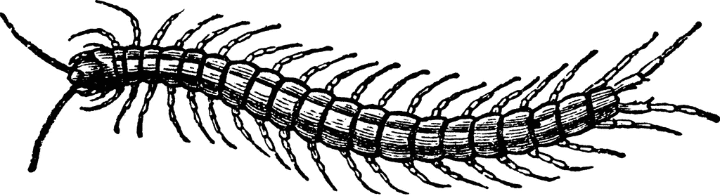 Millipede clipart #18, Download drawings