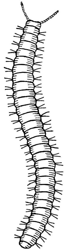 Millipede clipart #17, Download drawings
