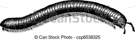 Millipede clipart #13, Download drawings