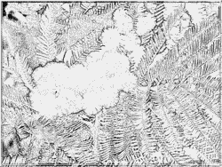 Mimosa coloring #11, Download drawings