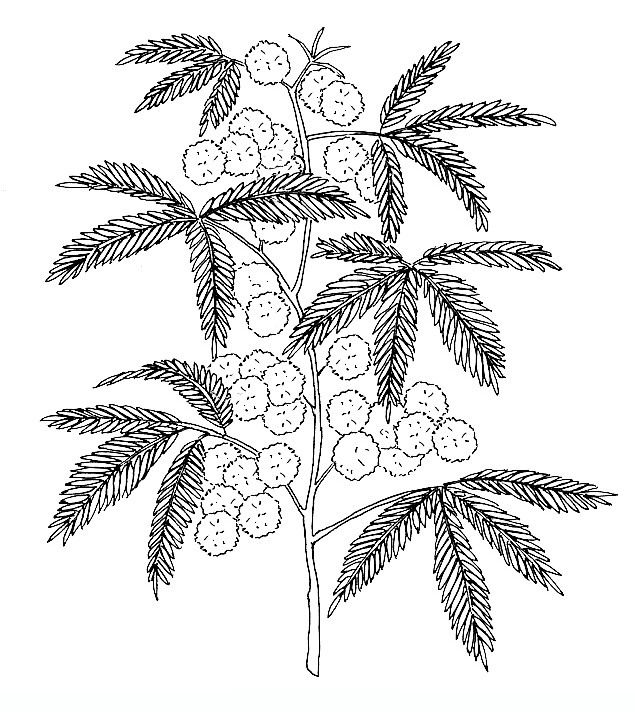 Mimosa coloring #19, Download drawings