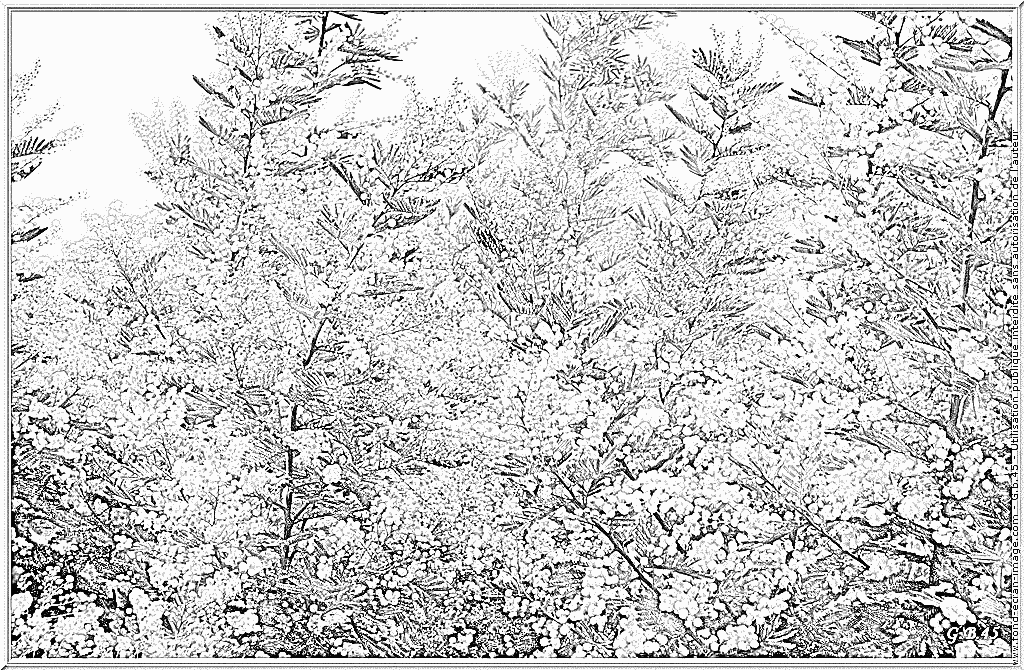 Mimosa coloring #7, Download drawings