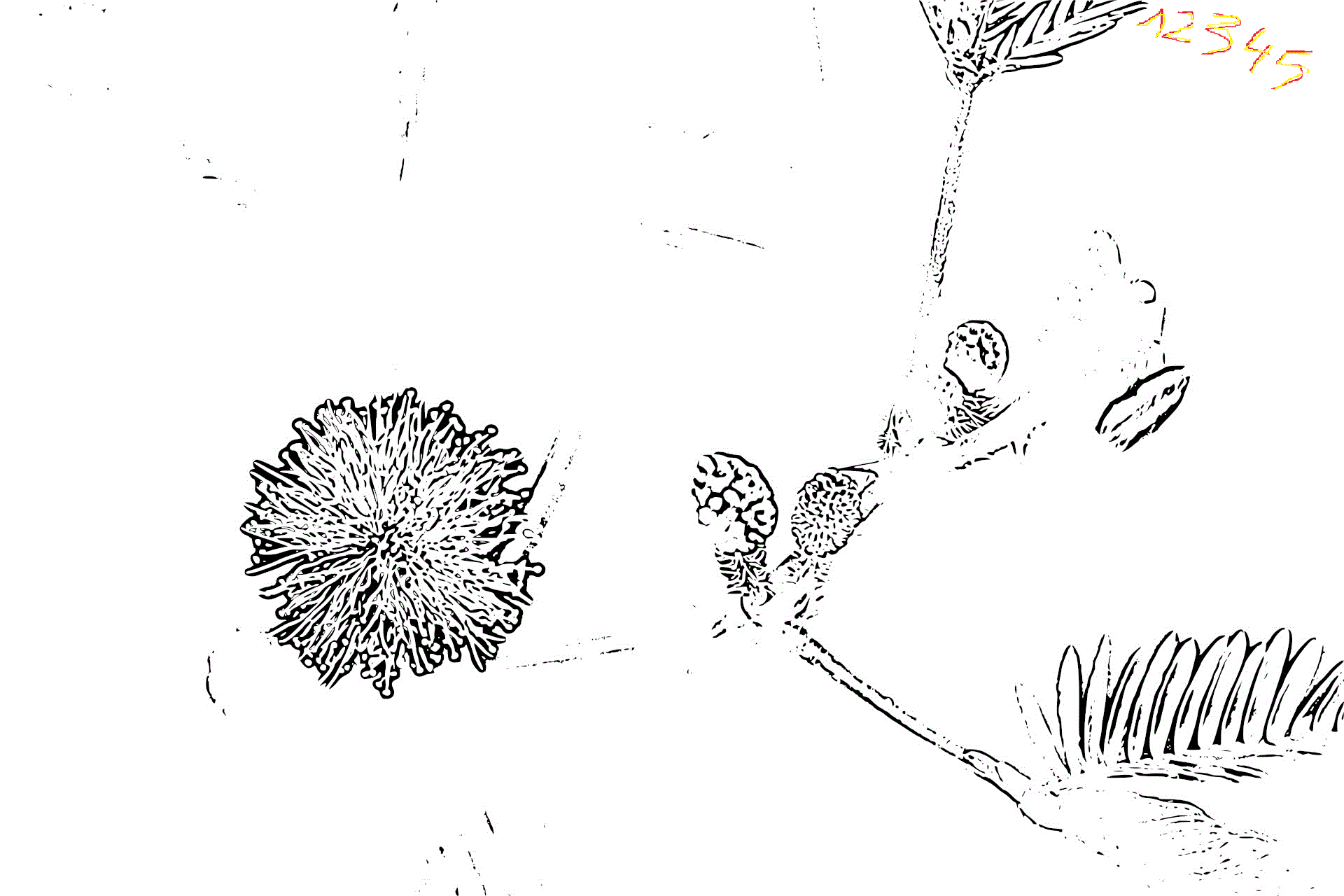 Mimosa coloring #16, Download drawings