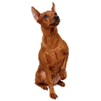 Miniature Pinscher coloring #19, Download drawings