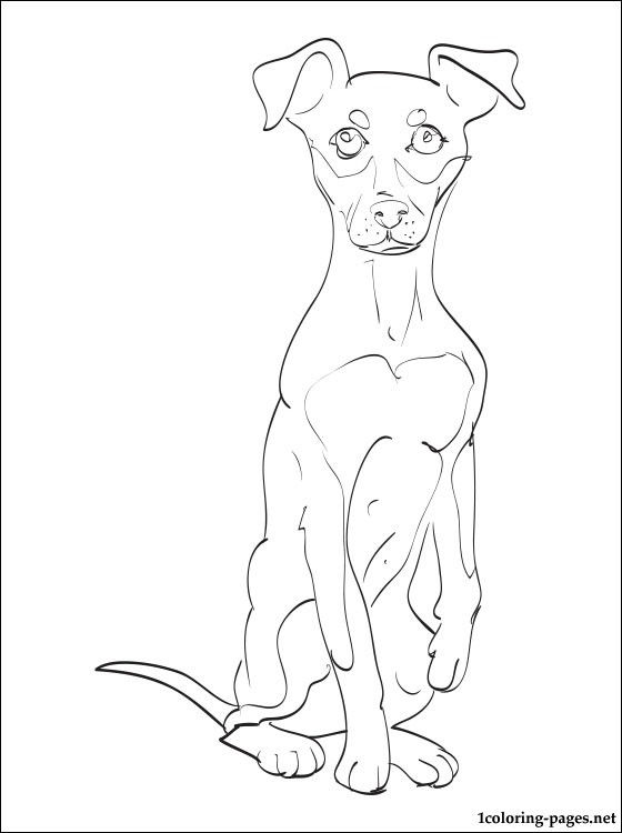 Miniature Pinscher coloring #17, Download drawings