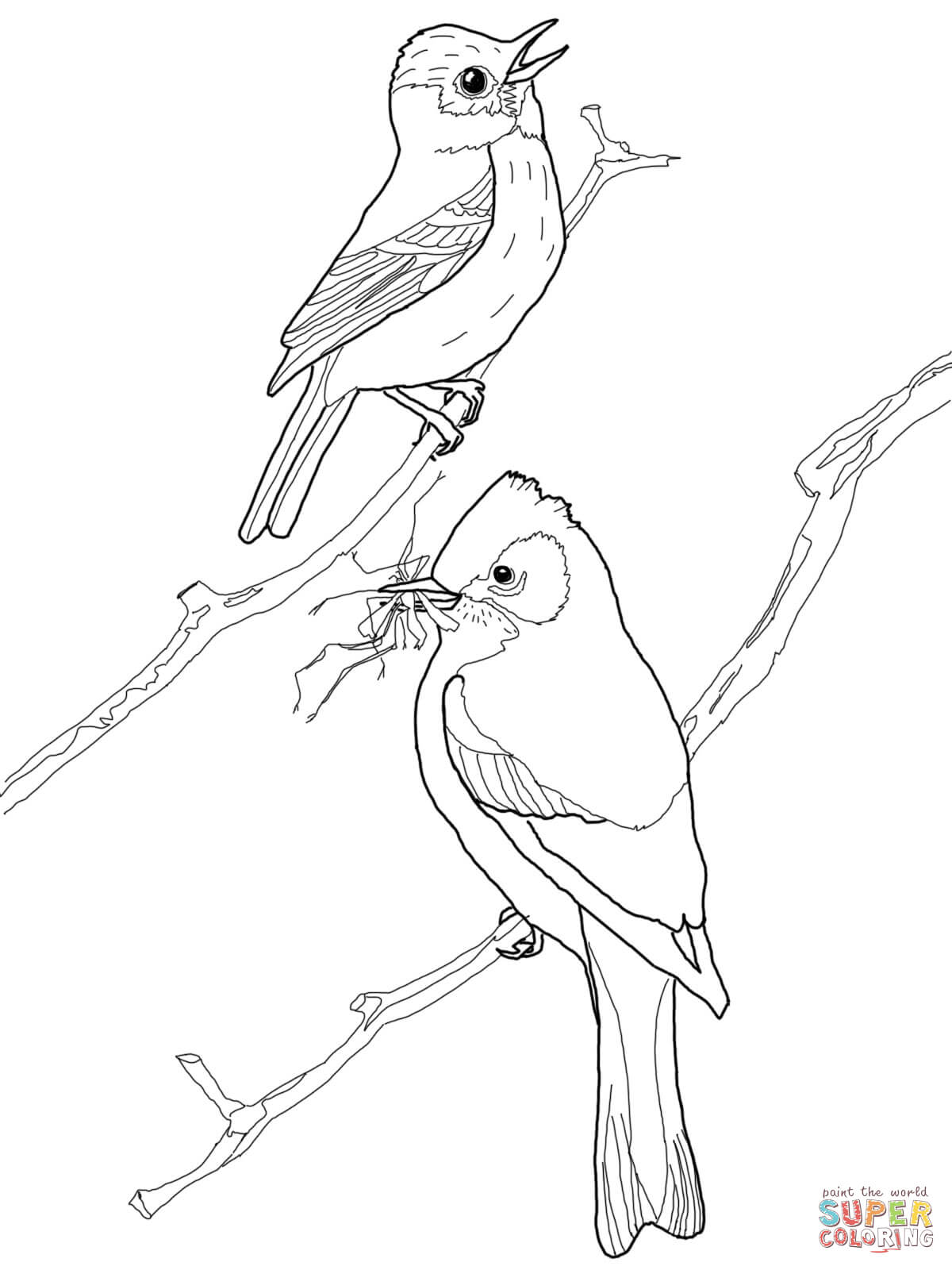 Mistletoe Bird coloring #8, Download drawings