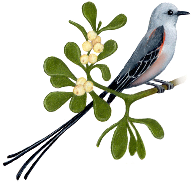 Mistletoe Bird coloring #2, Download drawings