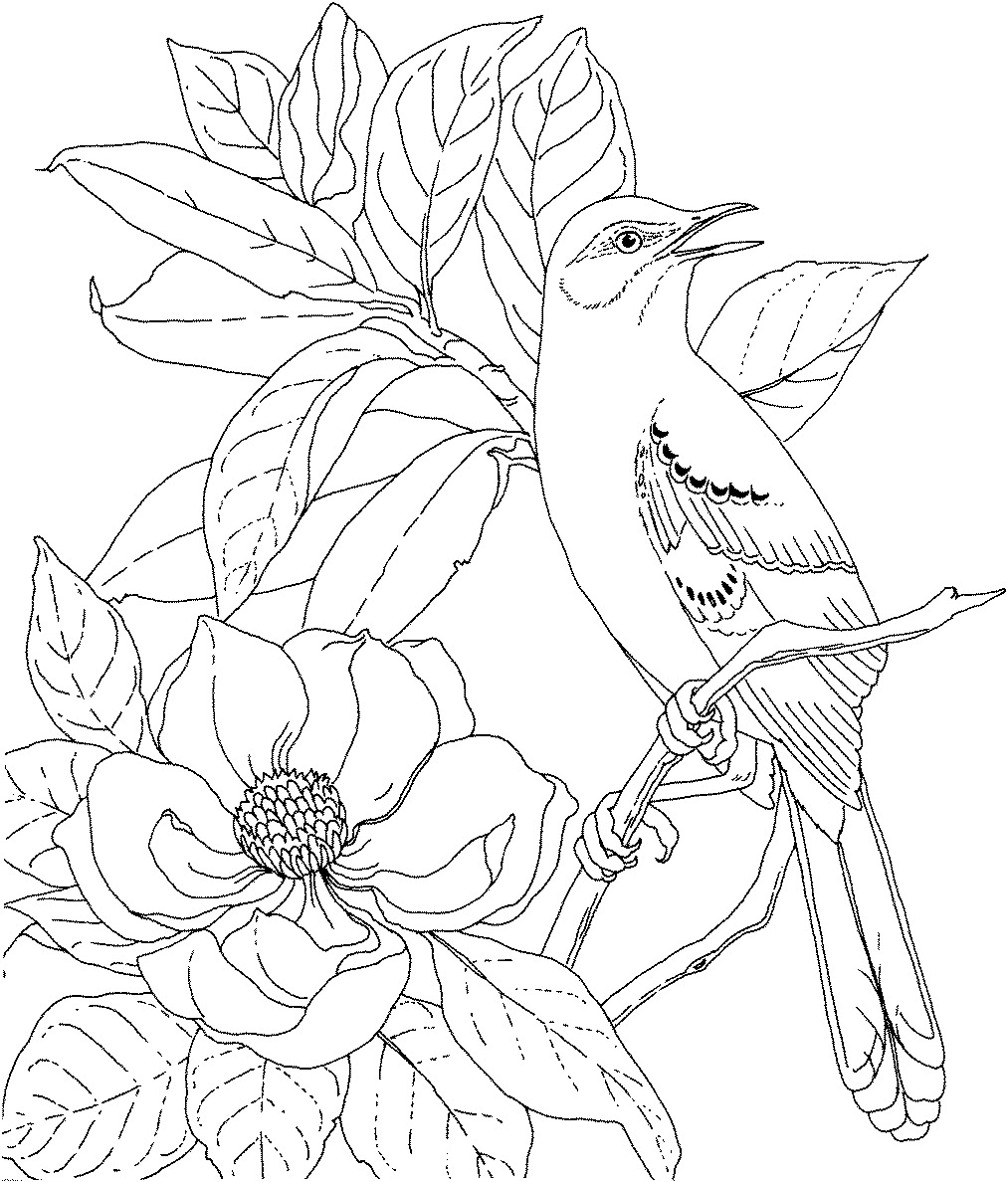 Mistletoe Bird coloring #10, Download drawings