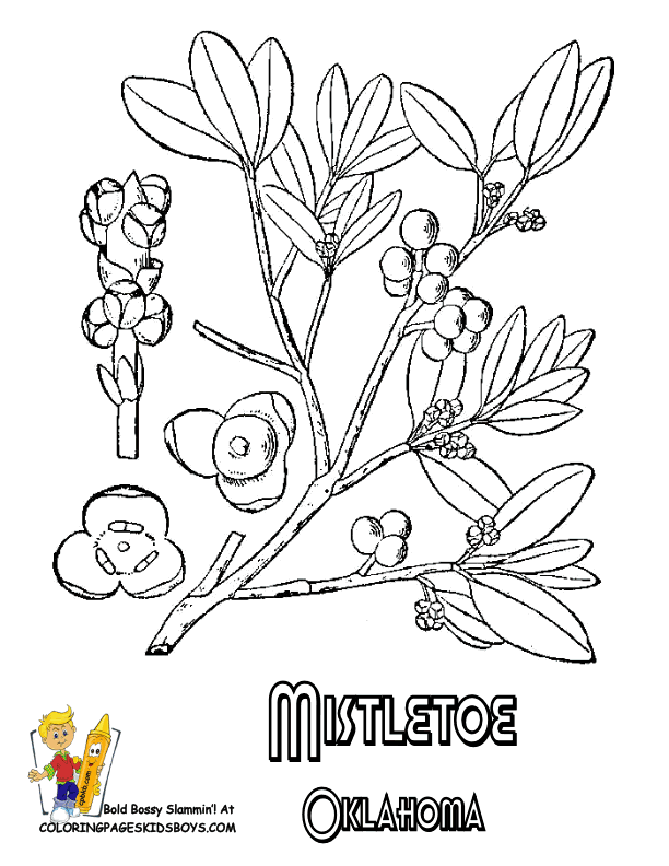 Mistletoe Bird coloring #11, Download drawings