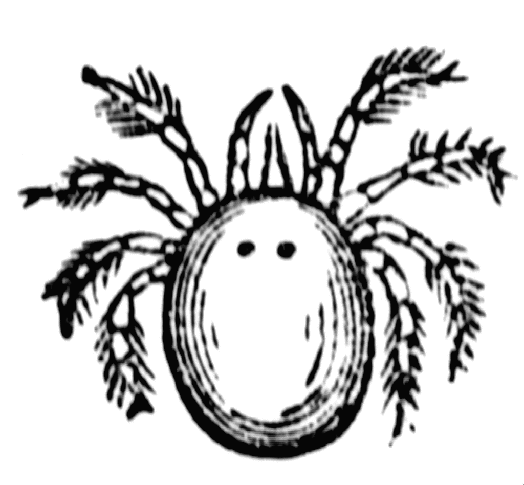 Mite clipart #7, Download drawings