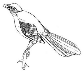 Mockingbird clipart #4, Download drawings