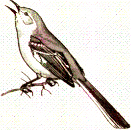 Mockingbird clipart #6, Download drawings