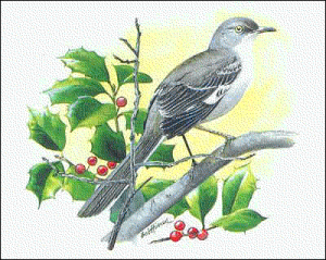 Mockingbird clipart #5, Download drawings