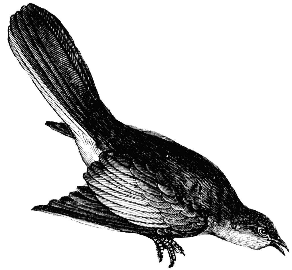 Mockingbird clipart #20, Download drawings