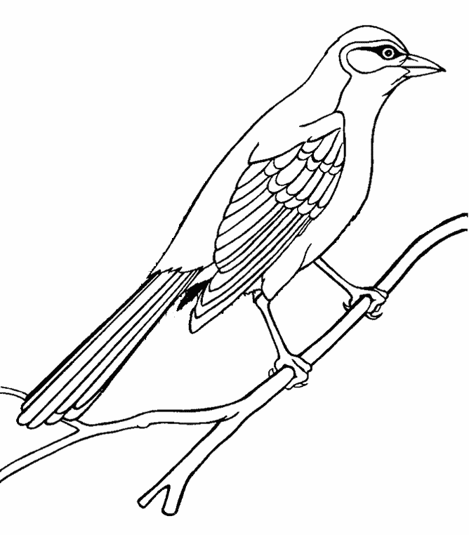 Mockingbird coloring #13, Download drawings