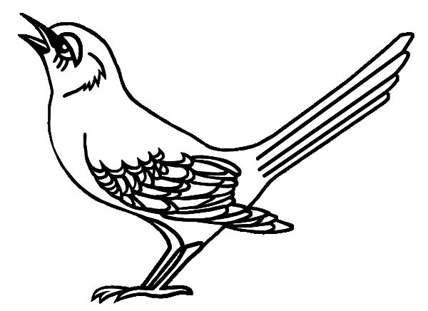 Mockingbird coloring #14, Download drawings