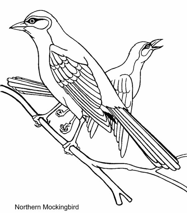 Mockingbird coloring #11, Download drawings