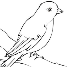 Mockingbird coloring #9, Download drawings
